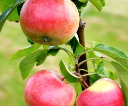 Malus domestica `Krista`- aed-õunapuu /EMÜ foto