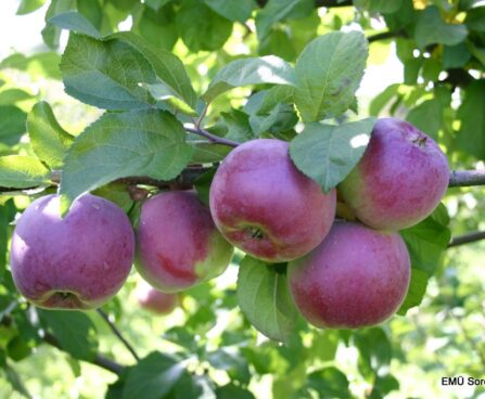 Malus domestica `Alesja`- aed-õunapuu /EMÜ foto