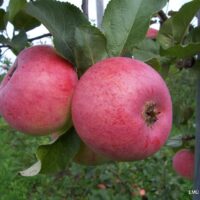 Malus domestica `Aluksis`- aed-õunapuu /EMÜ foto