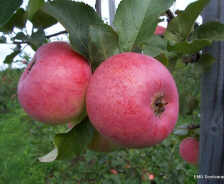 Malus domestica `Aluksis`- aed-õunapuu /EMÜ foto