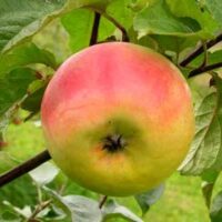 Malus domestica `Kallika`- aed-õunapuu /EMÜ foto