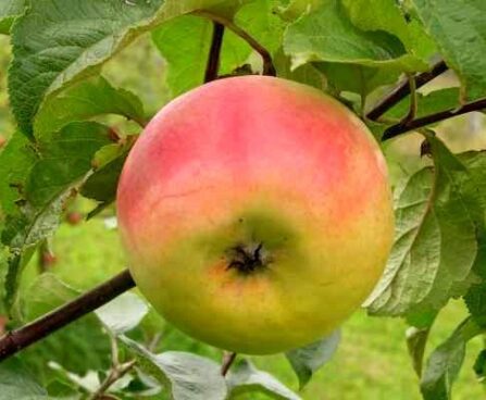 Malus domestica `Kallika`- aed-õunapuu /EMÜ foto