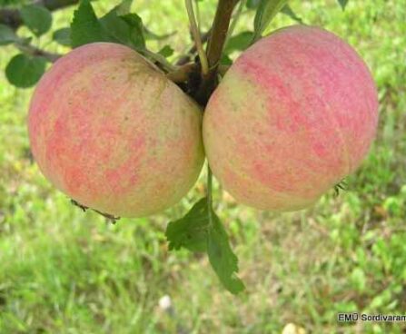 Malus domestica `Martsipan`- aed-õunapuu /EMÜ foto