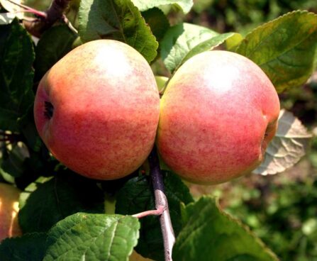 Malus domestica `Kikitriinu`-aed-õunapuu/EMÜ foto