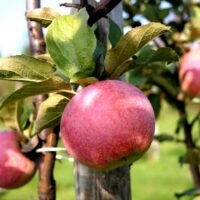 Malus domestica `Katre`-aed-õunapuu/EMÜ foto