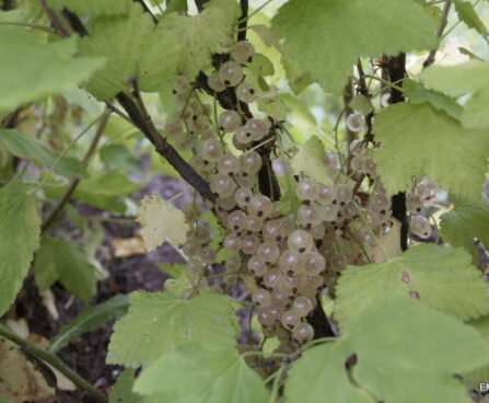Ribes rubrum f. leucocarpum `Bajana`-valge sõstar/foto EMÜ
