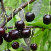 Prunus avium `Tontu`-maguskirsipuu foto EMÜ