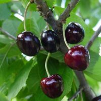 Prunus avium `Anu`-maguskirsipuu foto EMÜ