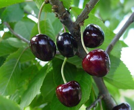 Prunus avium `Anu`-maguskirsipuu foto EMÜ