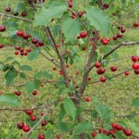 Prunus avium `Arthur`-maguskirsipuu foto EMÜ