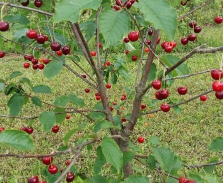 Prunus avium `Arthur`-maguskirsipuu foto EMÜ