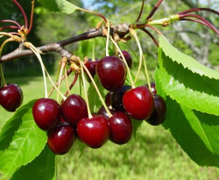 Prunus avium `Tõmmu`-maguskirsipuu foto EMÜ