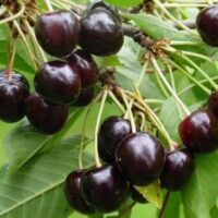 Prunus avium `Elle`-maguskirsipuu foto EMÜ