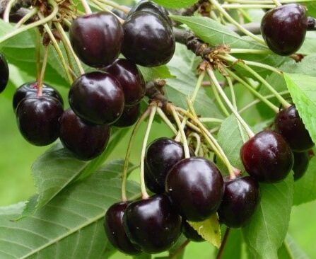 Prunus avium `Elle`-maguskirsipuu foto EMÜ