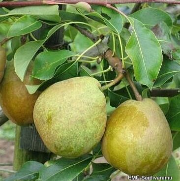 Pyrus `Belorusskaja Pozdnjaja`-pirnipuu foto EMÜ