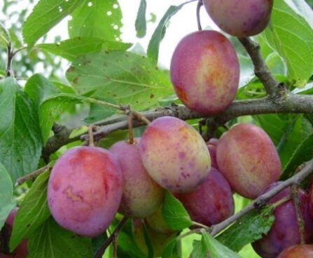 Prunus domestica `Victoria`-ploomipuu foto EMÜ