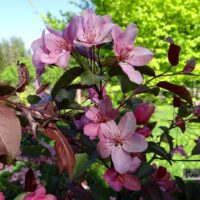 Malus `Prof. August Vaga` -õunapuu