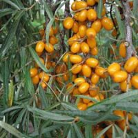 Hippophae rhamnoides `Botanitšeskaja Ljubitelskaja`- astelpaju Foto EMÜ