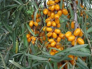 Hippophae rhamnoides `Botanitšeskaja Ljubitelskaja`- astelpaju Foto EMÜ