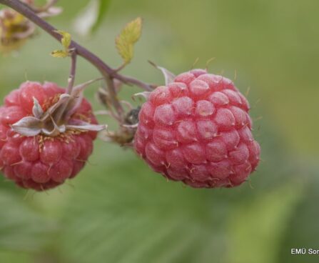 Rubus idaeus `Glen Ample`- aed-vaarikas Foto EMÜ
