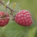 Rubus idaeus `Glen Ample`- aed-vaarikas Foto EMÜ