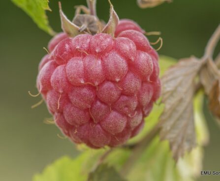 Rubus idaeus `Glen Ample`- vaarikas Foto EMÜ
