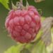 Rubus idaeus `Glen Ample`- vaarikas Foto EMÜ