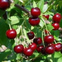 Prunus cerasus `Novella`- hapukirsipuu Foto EMÜ