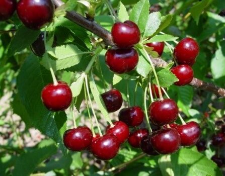 Prunus cerasus `Novella`- hapukirsipuu Foto EMÜ