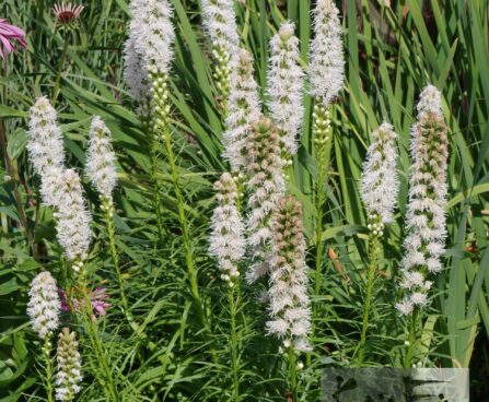 Liatris spicata `Floristan Weiss`- tähkjas liatris