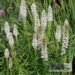 Liatris spicata `Floristan Weiss`- tähkjas liatris