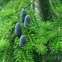 Abies veitchii `Pendula`-jaapani nulg