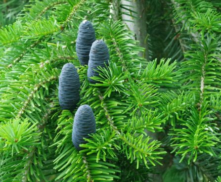 Abies veitchii `Pendula`-jaapani nulg