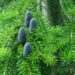 Abies veitchii `Pendula`-jaapani nulg