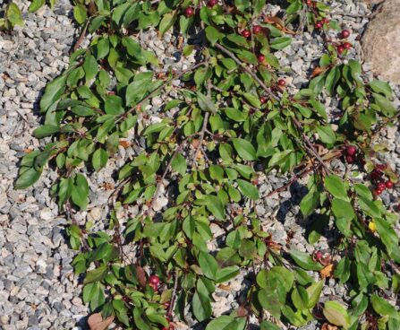 Malus `Royal Beauty` -iluõunapuu roomamas