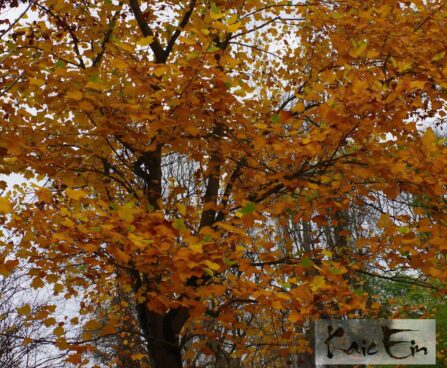 Liriodendron tulipifera -tulbipuu sügisvärvus