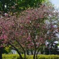 Malus sieversii f. niedzwetzkyana-verev õunapuu2