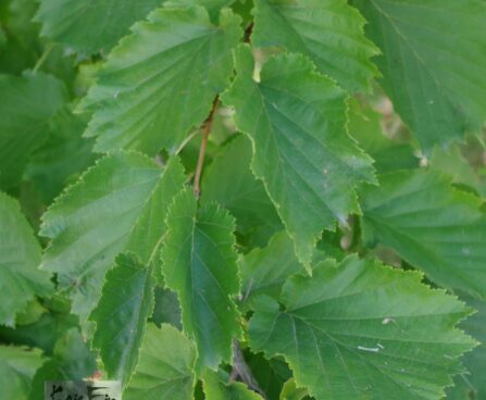 Corylus colurna-kõrgetüveline sarapuu lehed
