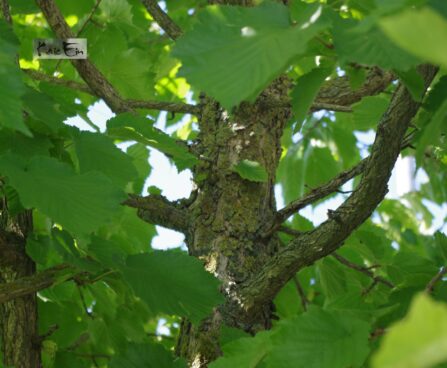Corylus colurna- kõrgetüveline sarapuu
