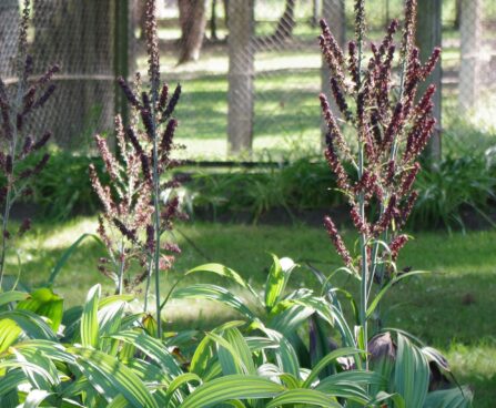 Veratrum nigrum-must upsujuur