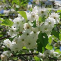 Prunus avium `Plena`-harilik kirsipuu