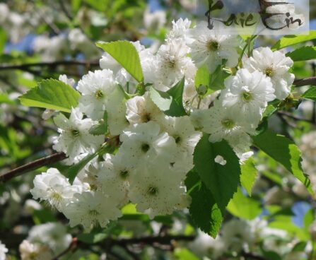 Prunus avium `Plena`-harilik kirsipuu