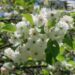 Prunus avium `Plena`-harilik kirsipuu