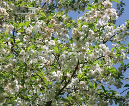 Prunus avium `Plena`- har. kirsipuu