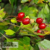 Crataegus laevigata- tömbilehine viirpuu