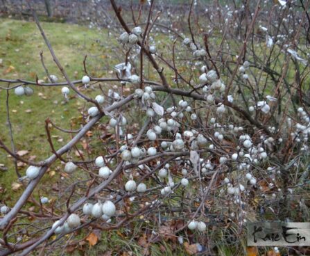 Elaeagnus commutata- läikiv hõbepuu