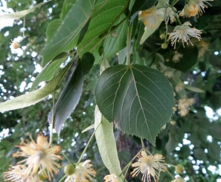 harilik pärn foto Kaie Ein