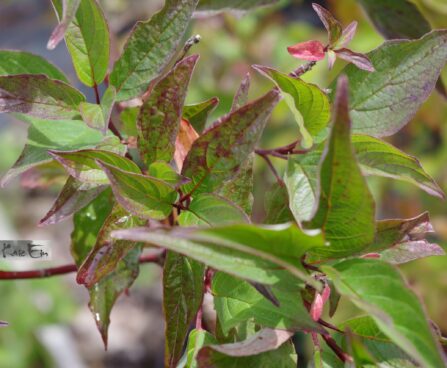 Cornus alba `Kesselringi` -siberi kontpuu