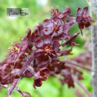 Veratrum nigrum-must upsujuur õis