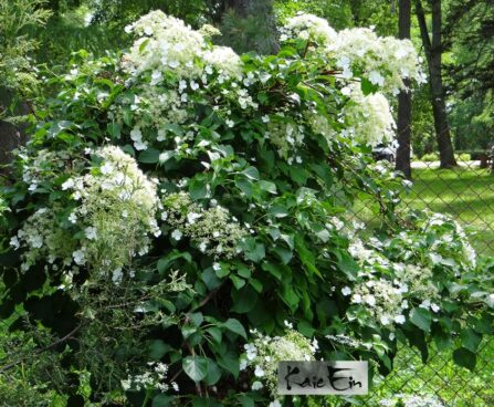 Hydrangea anomala subsp. petiolaris- roniv hortensia
